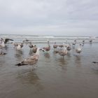 Vierde dag in Nieuwpoort. 