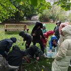 2B- bollen planten