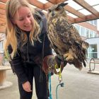 Uilen op bezoek in de derde kleuterklas