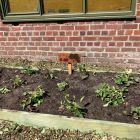 In de tuin - bloemen voor mama