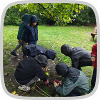 2B- bollen planten